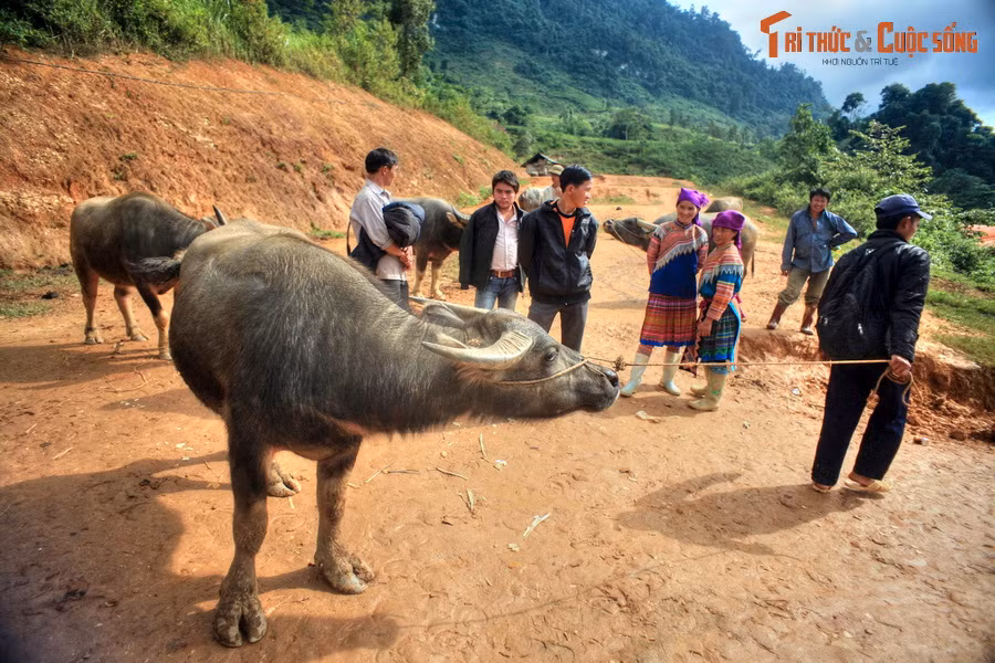 Vào đầu giờ trưa, chợ đã vãn, nhưng một số hoạt động đặc sắc vẫn diễn ra. Ở bãi bán trâu, vẫn có khách đến xem và trả giá cho những chú trâu lực lưởng. Khu chợ này cách thị trấn Mường Khương 55 km, cách thị trấn Bắc Hà 45 km theo đường lớn hoặc 25 km theo đường liên xã.