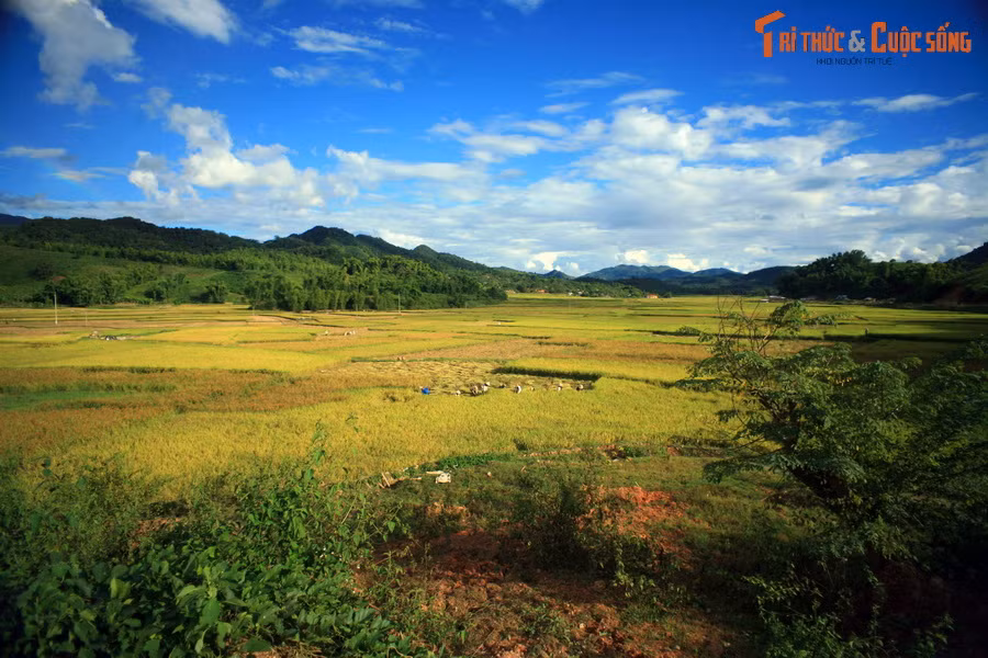 Cánh đồng lúa chín ở Sốp Cộp. Vùng đất bằng phẳng hai bên bờ suối Nậm Ca là nơi có điều kiện tự nhiên thích hợp cho cây lúa phát triển.