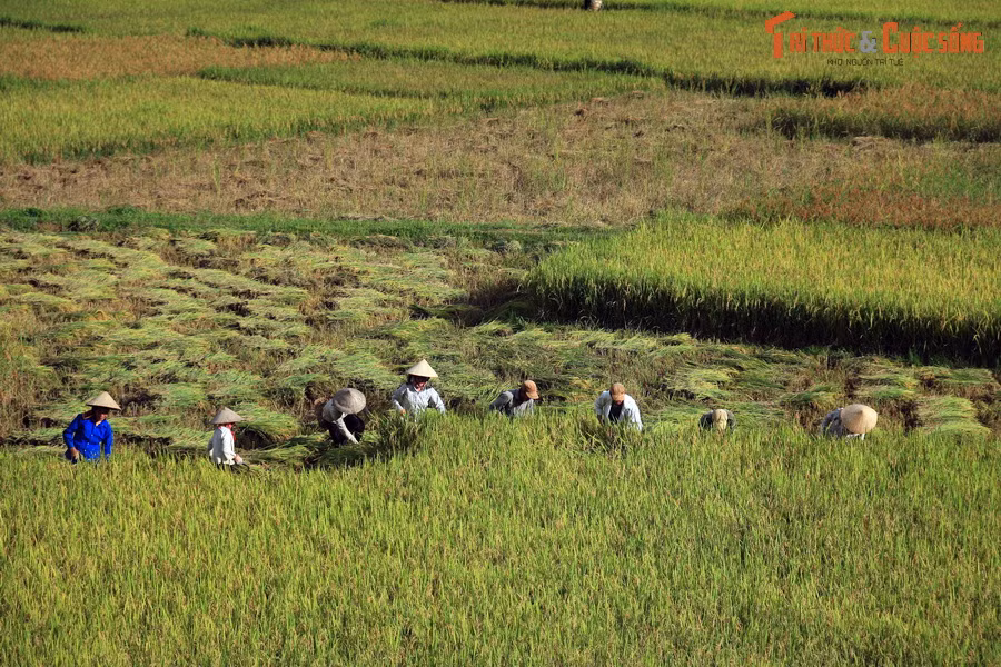 Những người nông dân gặt hái mùa vàng vùng Tây Bắc.