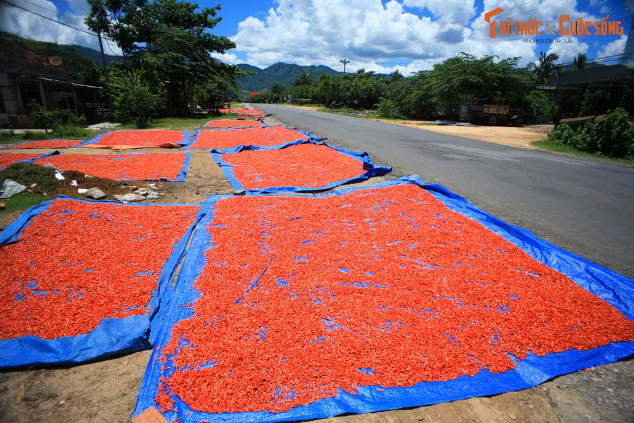 Ớt được phơi trên những tấm bạt lớn, tạo nên mảng màu đỏ rực rỡ bên đường Quốc lộ.