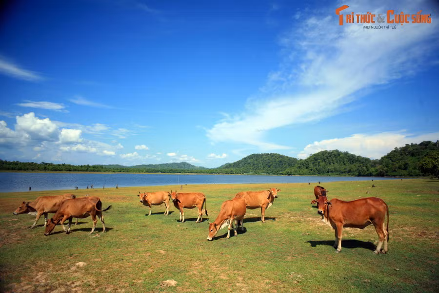 Khu vực ven hồ là nơi sinh sống của nhiều hộ dân với nghề đánh bắt cá, chăn nuôi gia súc, gia cầm... Các thảm cỏ xanh ven hồ là nơi những đàn bò đến gặm cỏ, uống nước trong khung cảnh thanh bình.