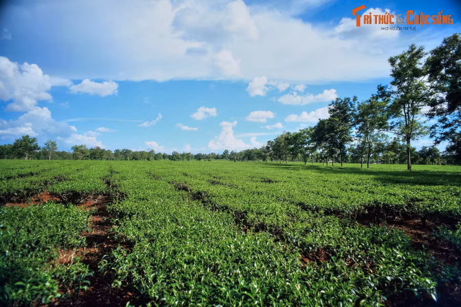 Đường từ chùa Bửu Minh ra Quốc lộ 14 dài khoảng 4 km. Trên quãng đường ngắn này, một khung cảnh tuyệt đẹp hiện ra: Những đồng chè mênh mông, trải dài đến ngút tầm mắt. Đây chính là vùng trồng chè Biển Hồ trứ danh của Gia Lai.