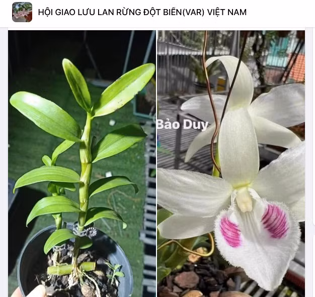 Lan đột biến sốt giá trở lại, chiêu trò để “lùa gà”? - Hình 3 Lan dot bien sot gia tro lai, chieu tro de “lua ga”?-Hinh-3