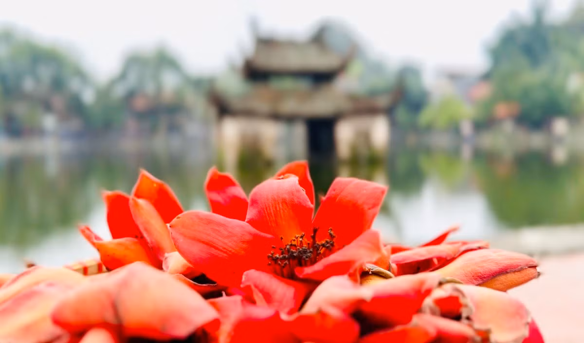 Hoa gạo còn được gọi bằng những cái tên mỹ miều như hoa mộc miên, hoa Pơ Lang ở khu vực Tây Nguyên.