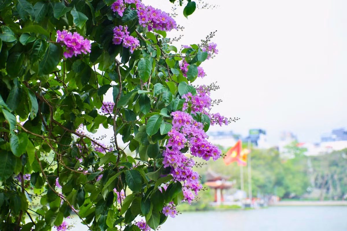 Ha Noi ruc ro mua hoa bang lang tim-Hinh-5