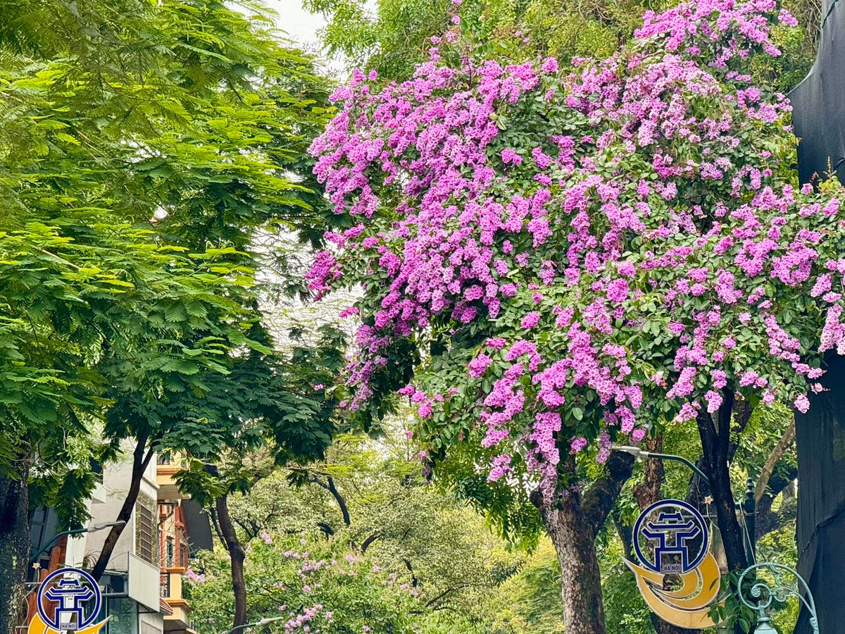 Ha Noi ruc ro mua hoa bang lang tim-Hinh-21