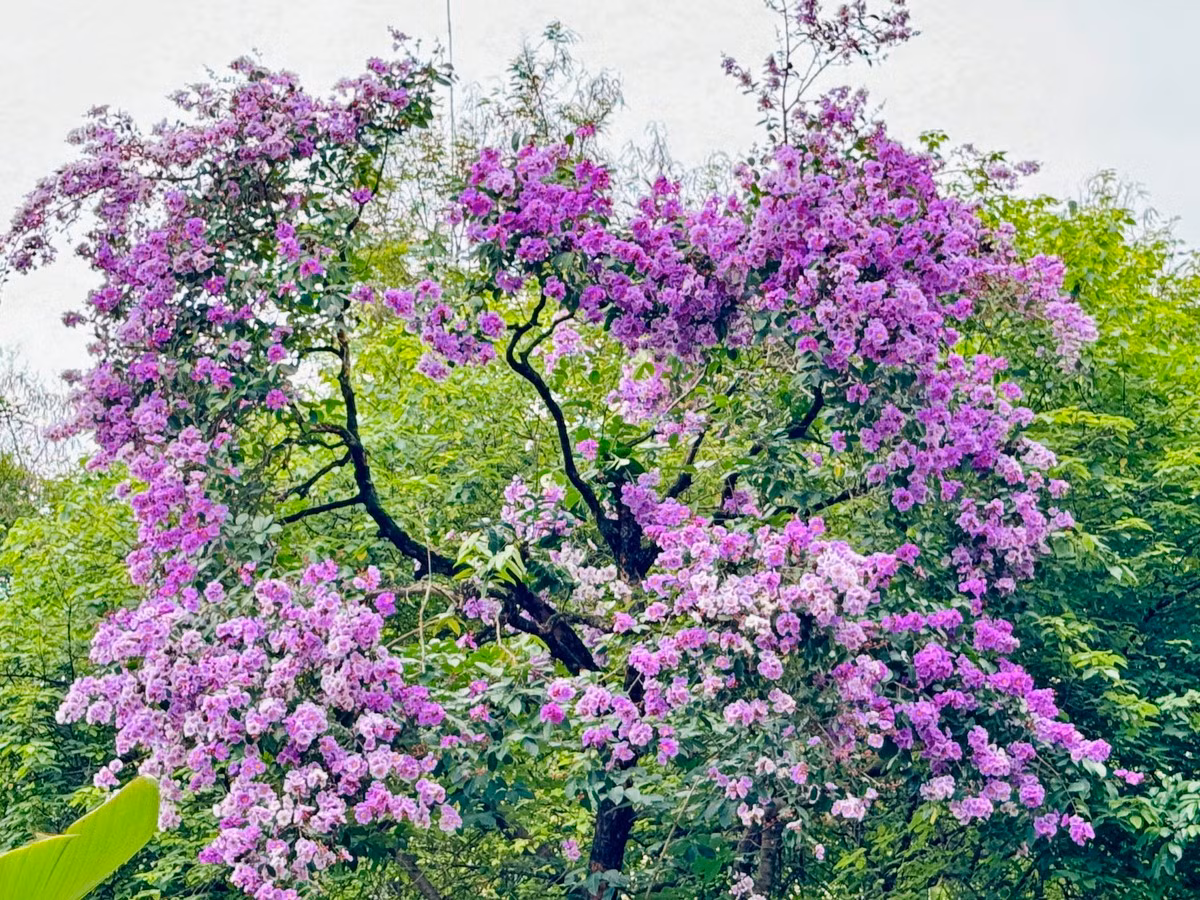 Ha Noi ruc ro mua hoa bang lang tim-Hinh-9