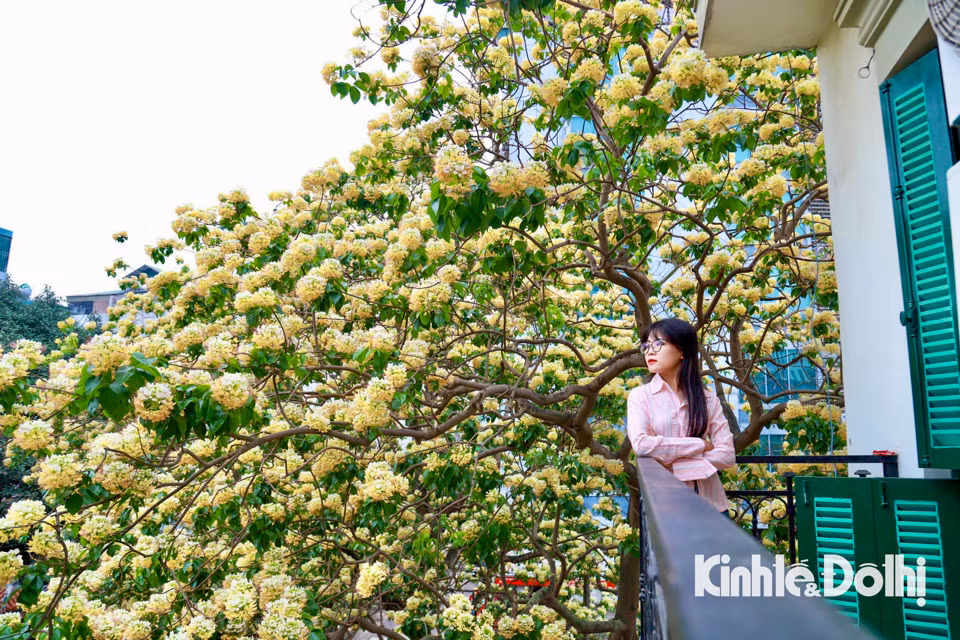 Gioi tre Ha Noi hao huc check in hoa bun co hon 300 tuoi-Hinh-14