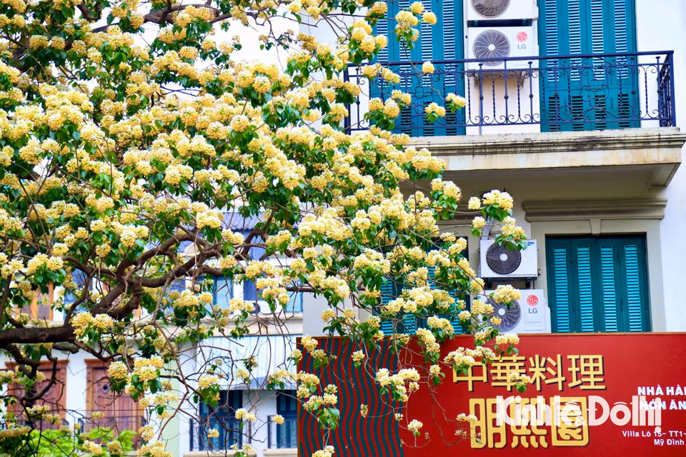 Gioi tre Ha Noi hao huc check in hoa bun co hon 300 tuoi-Hinh-2