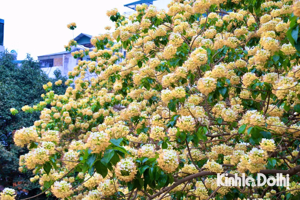 Gioi tre Ha Noi hao huc check in hoa bun co hon 300 tuoi-Hinh-9