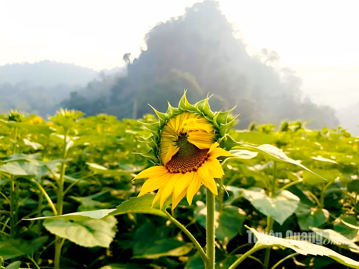 Na Hang: No ro mua huong duong tai Ban Bung, xa Thanh Tuong-Hinh-5