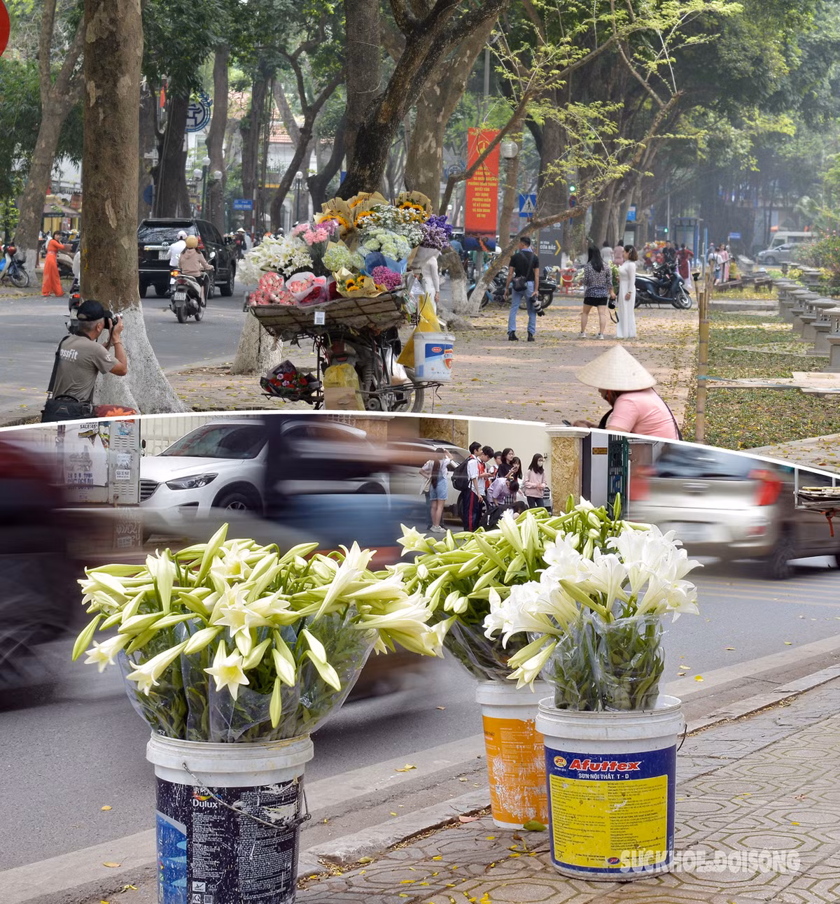 Ngỡ ngàng màu trắng tinh khôi của hoa loa kèn tháng 4 - Hình 2 Ngo ngang mau trang tinh khoi cua hoa loa ken thang 4-Hinh-2