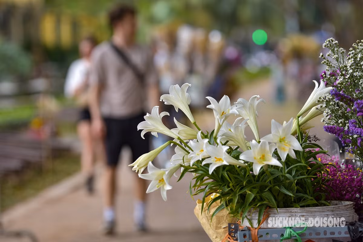Ngỡ ngàng màu trắng tinh khôi của hoa loa kèn tháng 4 - Hình 8 Ngo ngang mau trang tinh khoi cua hoa loa ken thang 4-Hinh-8