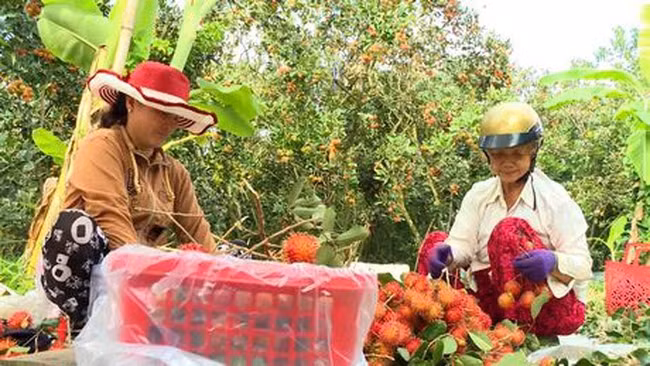 Người dân Vĩnh Long thu tiền to từ loại trái cây này? Nguoi dan Vinh Long thu tien to tu loai trai cay nay?