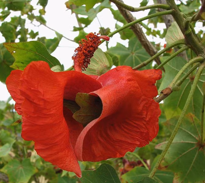 Loài hoa cực kỳ hiếm này chỉ sống ở Hawaii. Năm 1860, người ta phát hiện ra hoa Kokai cookei, khi đó nó chỉ có đúng 3 cá thể còn tồn tại trên thế giới. Hoa này được chứng minh rằng quá khó khăn để bảo tồn, cây Kokai cuối cùng trong số 3 cây tìm được đã chết vào năm 1950, khi đó loài hoa này được coi rằng đã tuyệt chủng. Sau đó, điều kỳ diệu đã xảy ra, một nhánh của hoa Kokai đã được cứu và nhân giống thành 23 cá thể sinh sống tới ngày nay.