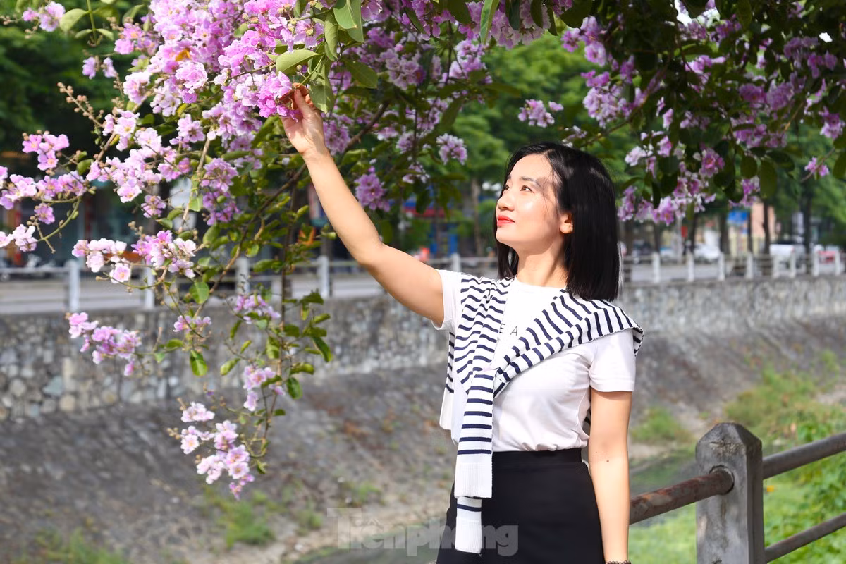Giới trẻ Vinh thả dáng trong con đường ngập tràn sắc tím - Hình 8 Gioi tre Vinh tha dang trong con duong ngap tran sac tim-Hinh-8