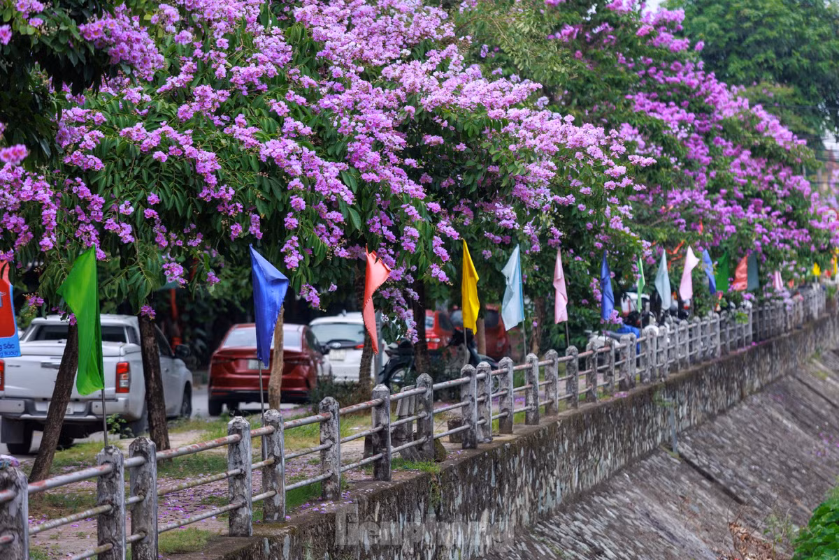 Giới trẻ Vinh thả dáng trong con đường ngập tràn sắc tím Gioi tre Vinh tha dang trong con duong ngap tran sac tim