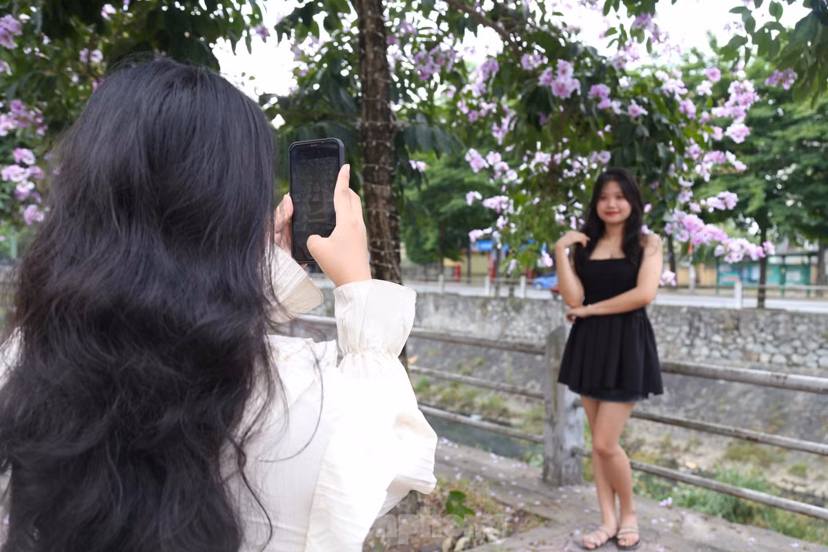 Giới trẻ Vinh thả dáng trong con đường ngập tràn sắc tím - Hình 15 Gioi tre Vinh tha dang trong con duong ngap tran sac tim-Hinh-15