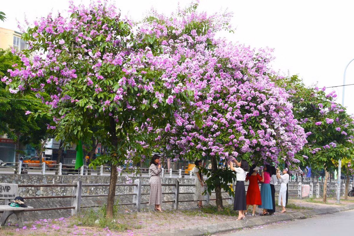 Giới trẻ Vinh thả dáng trong con đường ngập tràn sắc tím - Hình 3 Gioi tre Vinh tha dang trong con duong ngap tran sac tim-Hinh-3