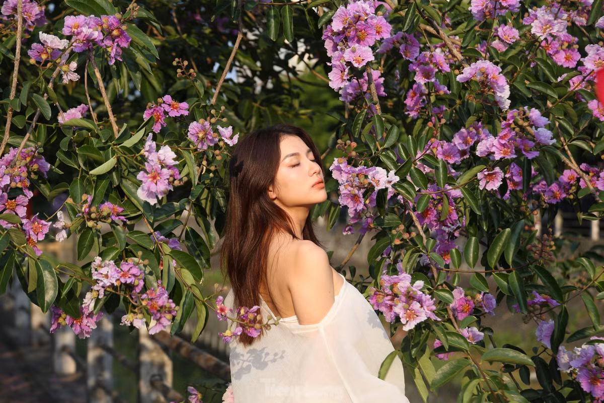 Giới trẻ Vinh thả dáng trong con đường ngập tràn sắc tím - Hình 10 Gioi tre Vinh tha dang trong con duong ngap tran sac tim-Hinh-10
