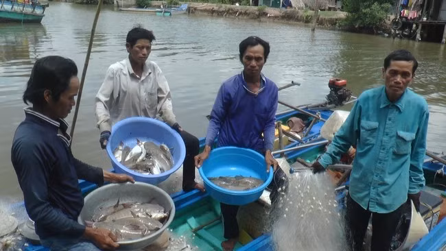 Nho ca ten la, dan ngheo Ca Mau bo tui tien trieu-Hinh-6