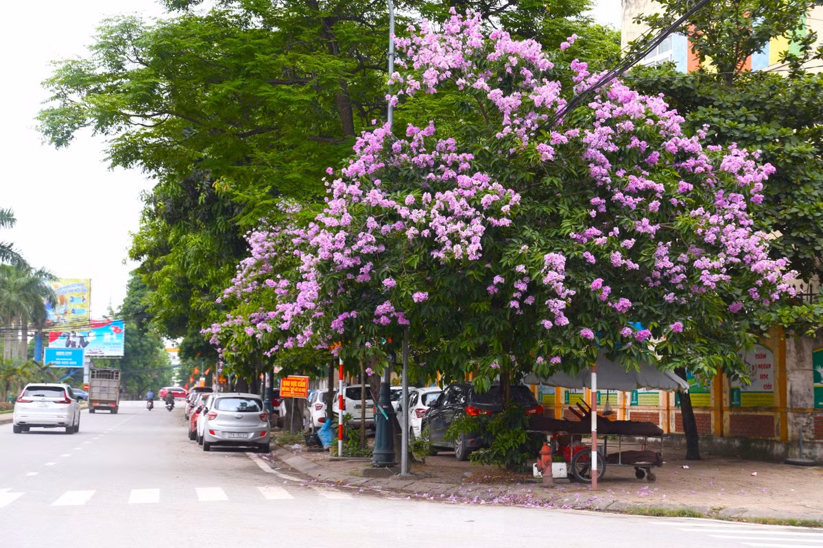 Xu Nghe vao mua hoa bang lang khoe sac-Hinh-8
