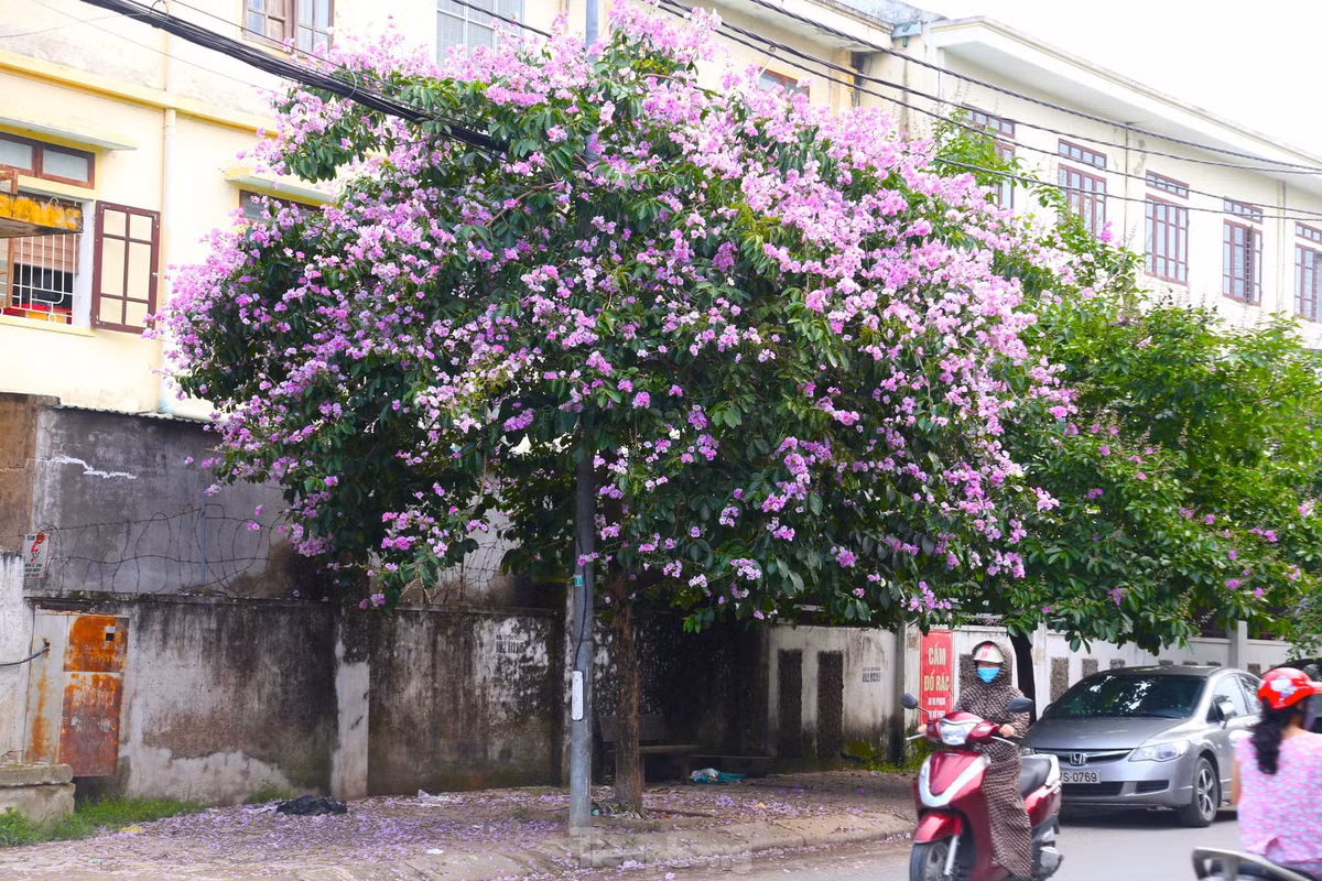 Xu Nghe vao mua hoa bang lang khoe sac-Hinh-6