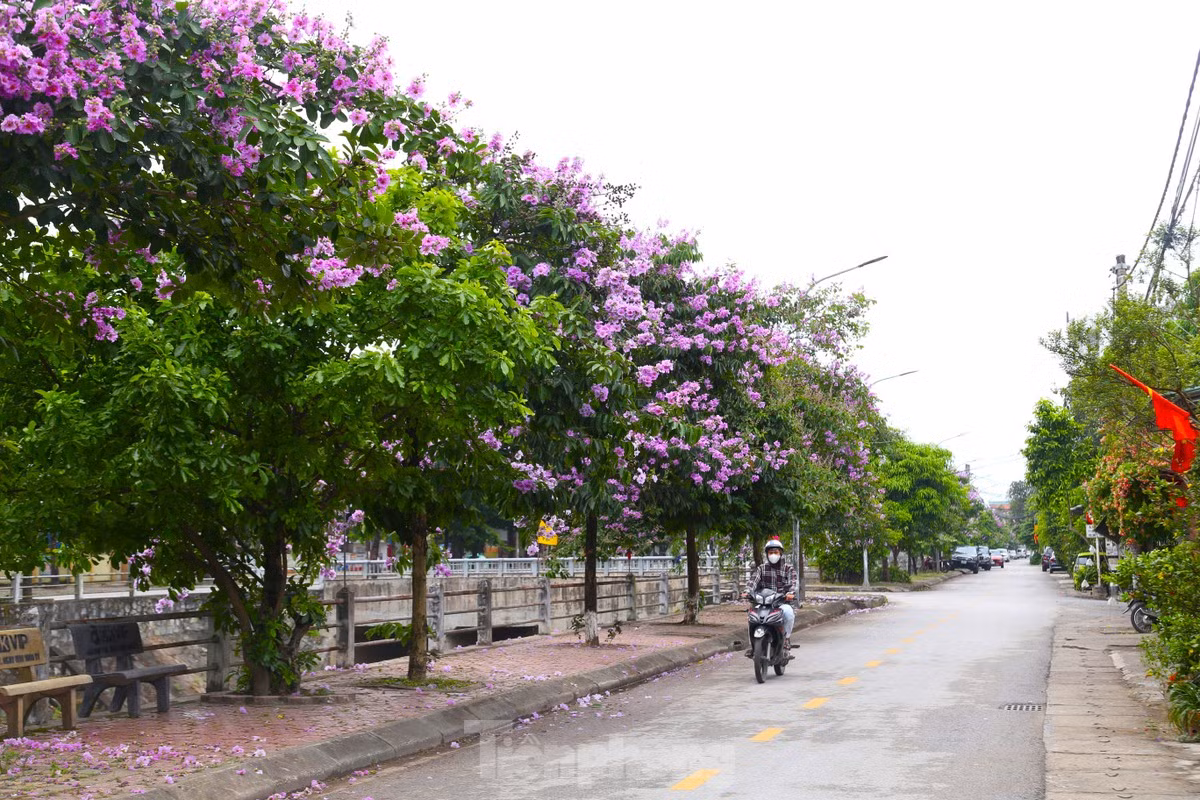 Xu Nghe vao mua hoa bang lang khoe sac