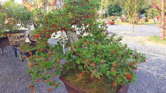 Hot mốt chơi bonsai dâu tằm, có nên đầu tư? - Hình 2 Hot mot choi bonsai dau tam, co nen dau tu?-Hinh-2
