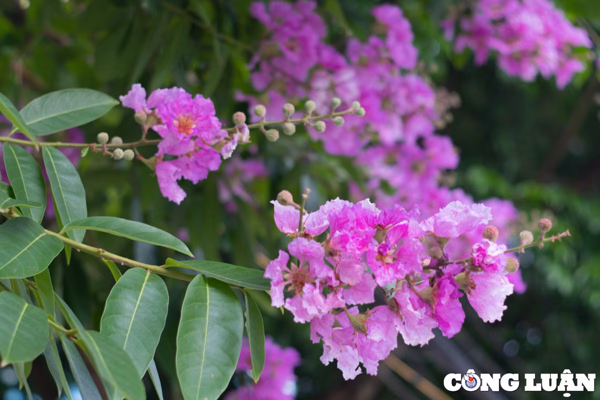 Hoa bằng lăng tím rực rỡ tại Ninh Bình - Hình 2 Hoa bang lang tim ruc ro tai Ninh Binh-Hinh-2