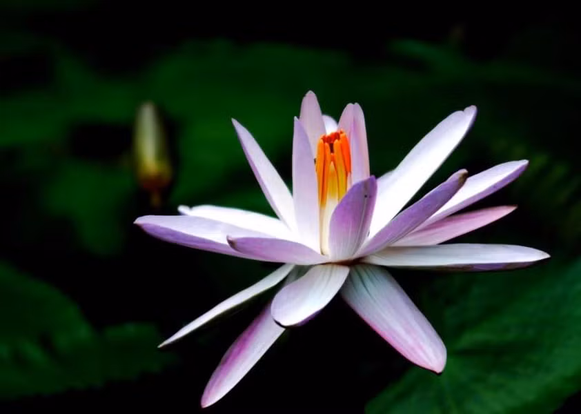 Hoa súng mang các màu sắc nhẹ nhàng, dịu mát, nhị hoa vàng xen kẽ những cánh hoa làm cho bông hoa súng hiện lên giữa vùng đầm lầy vô cùng thanh thoát. Người ta chia loài hoa này thành hai loại chính, súng chịu lạnh và súng chịu nhiệt. Nếu các loại súng ưa lạnh chỉ nở hoa vào ban ngày thì các loại súng sống ở khu vực thời tiết nóng ẩm lại chỉ nở hoa vào ban đêm. 