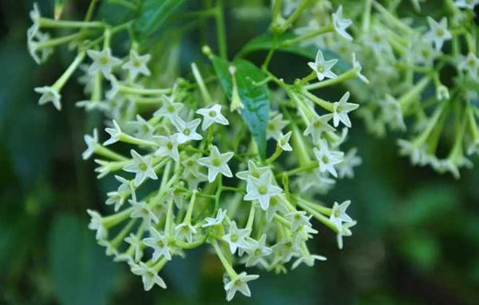 Dạ lý hương là loài cây có hoa nở về đêm này thuộc họ cà, có nguồn gốc từ tây Ấn. Hoa có màu vàng lục, thơm ngát về đêm nhưng lại chứa nhiều độc tố. Cây có đặc điểm cành và nhánh vươn dài, lá đơn, mọc cách, màu xanh nhạt, nhẵn bóng, gốc thuôn dài có cuống ngắn. 