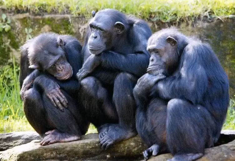 Khỉ đột cao 2m nhưng “cậu nhỏ” chỉ gần 3cm, lý do vì sao? - Hình 2 Khi dot cao 2m nhung “cau nho” chi gan 3cm, ly do vi sao?-Hinh-2