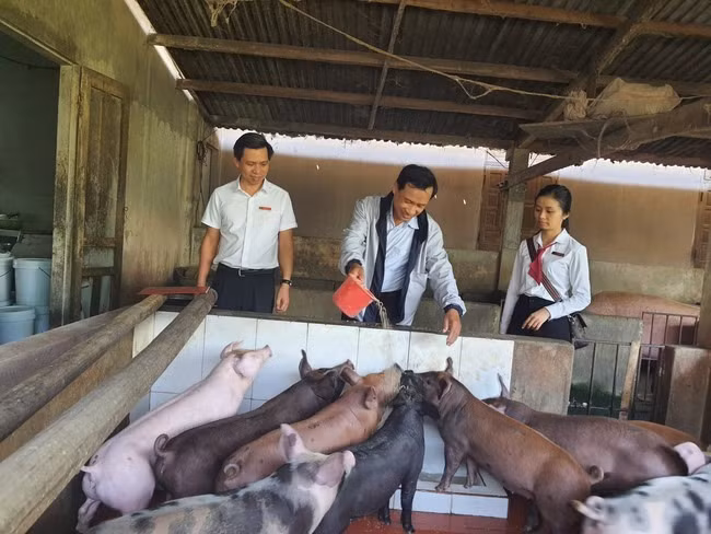 Vay von kinh doanh, nong dan Quang Nam vuon len lam giau-Hinh-2