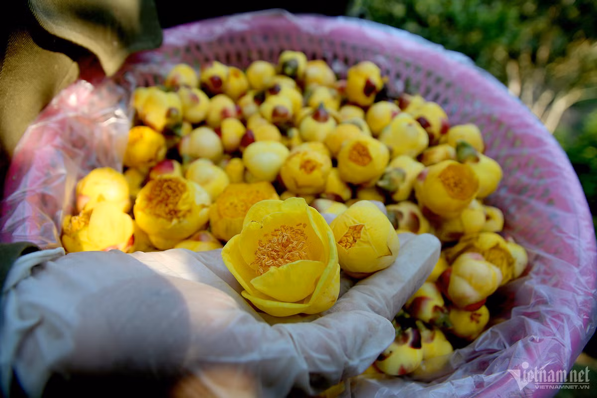 Trà hoa vàng có giá từ 500.000 đồng/kg tươi và 15 triệu đồng/kg khô.