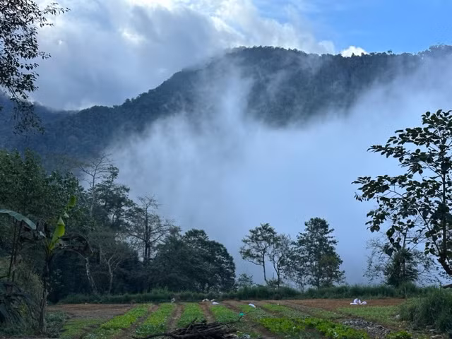 Sin Suối Hồ mùa hoa dã quỳ Sin Suoi Ho mua hoa da quy