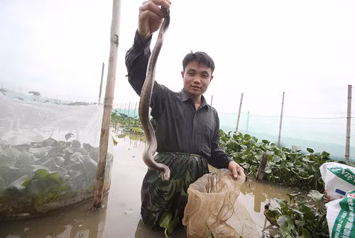 Các đầu mối tiêu thụ rắn của anh Tĩnh chủ yếu ở Hải Phòng, Nam Định, Hà Nội… Ảnh: Dân Việt.