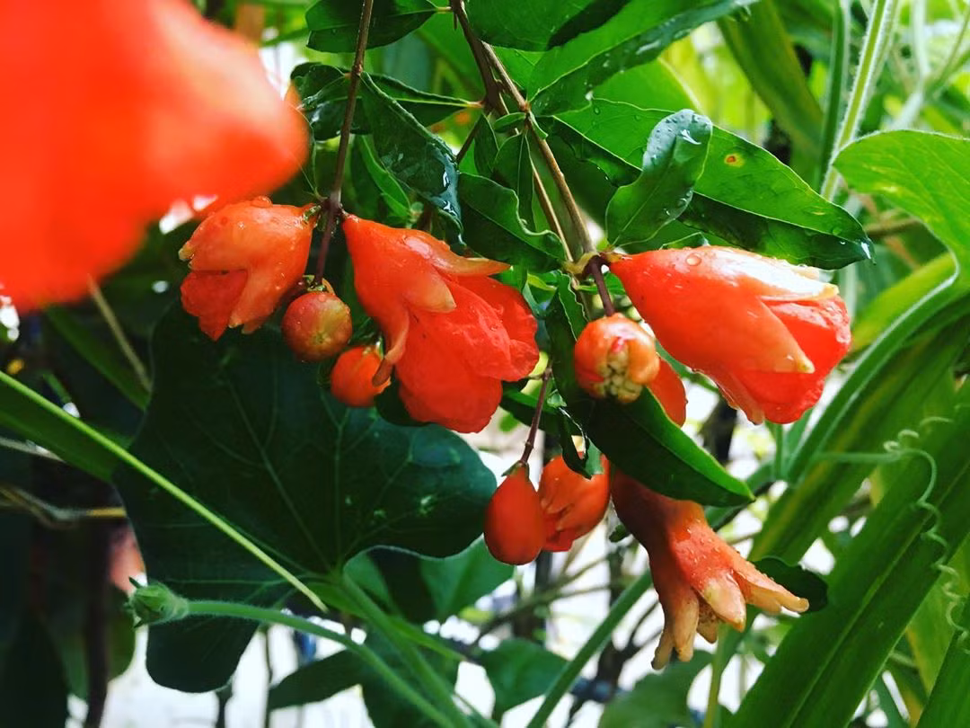 Không chỉ màu của lớp vỏ ngoài đài hoa lựu rất giống mà màu của lớp vỏ bên trong cũng thế. Trông chúng chẳng khác nào những miếng xúc xích ngon miệng.