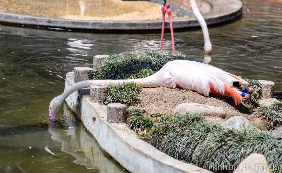 Hồng hạc siêu lười “gây sốt” với thế uống nước cực độc - Hình 2 Hong hac sieu luoi “gay sot” voi the uong nuoc cuc doc-Hinh-2