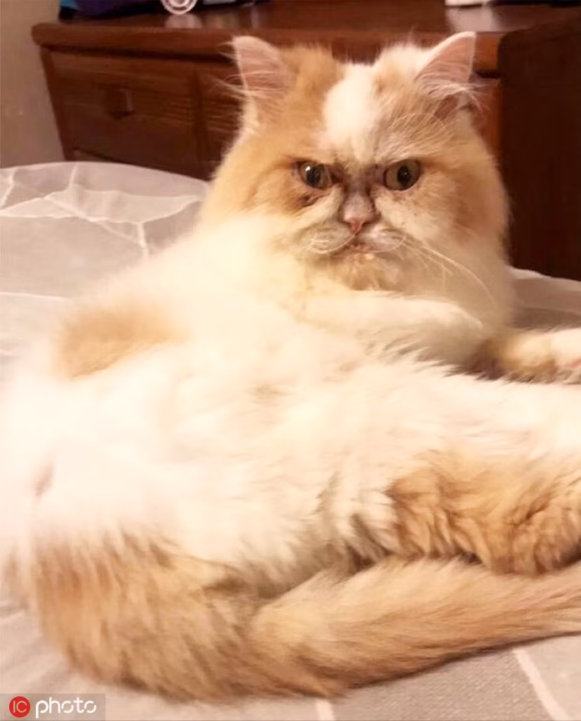 Chú mèo cau có hệt như Grumpy bỗng chốc nổi tiếng - Hình 5 Chu meo cau co het nhu Grumpy bong choc noi tieng-Hinh-5