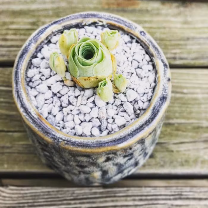 Khi đã mọc những bông hồng nhỏ xíu trên lá, bạn cần chú ý chế độ dinh dưỡng bằng cách bón phân định kỳ nửa tháng 1 lần.