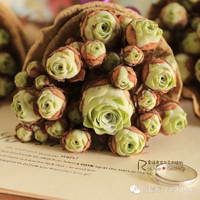 Tuy nhiên khi trồng thành công, người trồng sẽ vô cùng thích thú và bị mê hoặc bởi vẻ đẹp của loài cây này.