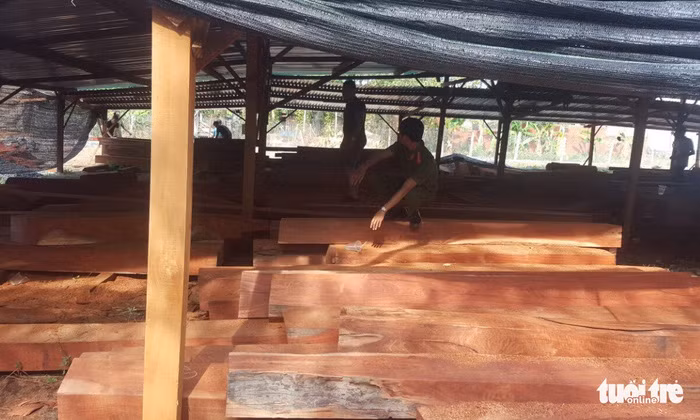 Phát hiện số lượng gỗ quý hiếm mà Phượng "râu" chuẩn bị xây biệt thự. Phát hiện số lượng gỗ quý hiếm mà Phượng "râu" chuẩn bị xây biệt thự.