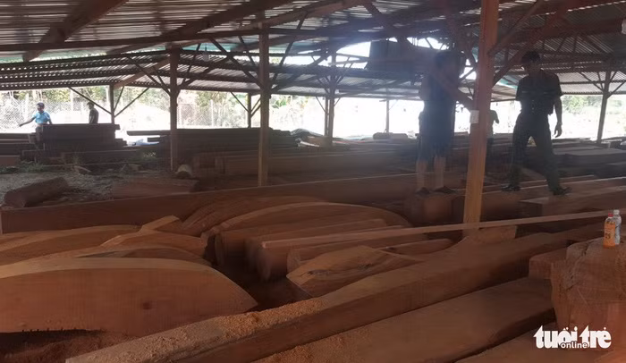 Gỗ quý hiếm Phượng "râu" chuẩn bị xây biệt thự.
