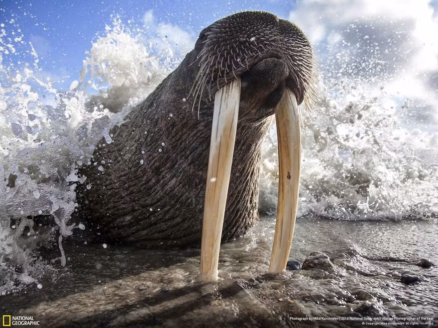 Sự hùng mạnh của hải mã. Ảnh của nhiếp ảnh gia Mike Korostelev.