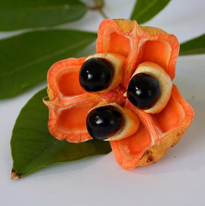 Quả Ackee là một loài quả cực kỳ được ưa thích ở Jamaica và là một món ăn chính trong bữa ăn ở đất nước này. Nhờ vẻ ngoài độc đáo, loài quả này còn được bầu chọn là quốc quả ở Jamaica. (Nguồn Bored Panda)