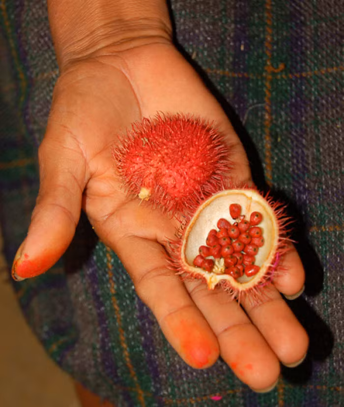 Quả Achiote, quả điều nhuộm, được sử dụng rất nhiều trong ẩm thực ở những nước châu Á. Đặc biệt, khi chín vỏ quả sẽ tự động tách đôi ra, không cần sự can thiệp của con người. (Nguồn Bored Panda)