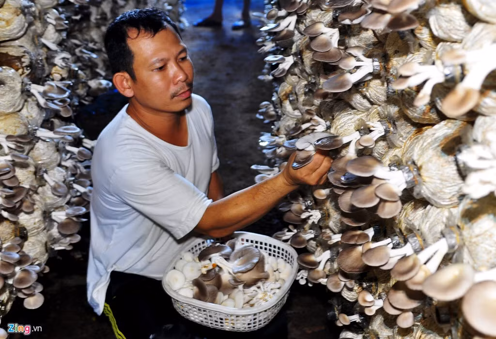 Anh Phong nhẩm tính trung bình mỗi tháng Hợp tác xã bán ra thị trường 60 tấn nấm bào ngư, 3 tấn nấm linh chi ra thị trường các tỉnh miền Trung đạt doanh thu hơn 3,3 tỷ đồng.