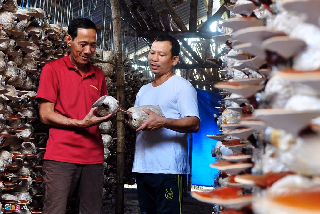 Nhiều nông dân ở các tỉnh, thành miền Trung về xã Đức Nhuận (huyện Mộ Đức) học hỏi kỹ thuật trồng nấm linh chi của anh Phong.