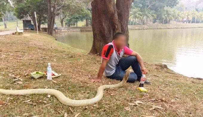 Đi đâu Warranan cũng mang theo vợ rắn, dọa nhiều người xung quanh sợ chết khiếp. (Nguồn Sina)